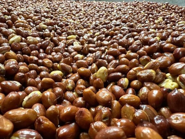 O'Shea's Fresh Roasted Sweet Spanish Peanuts Salted